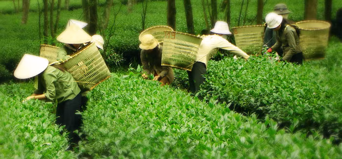 Pepsico có thể bị phạt nặng vì không công khai nguyên liệu nhập từ Trung Quốc ảnh 4