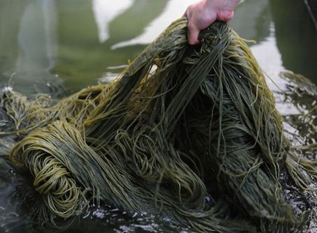 Mỳ Trung Quốc ngâm hóa chất độc hại.