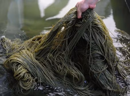 Mỳ Trung Quốc ngâm hóa chất độc hại. Mỳ Trung Quốc ngâm hóa chất độc hại.