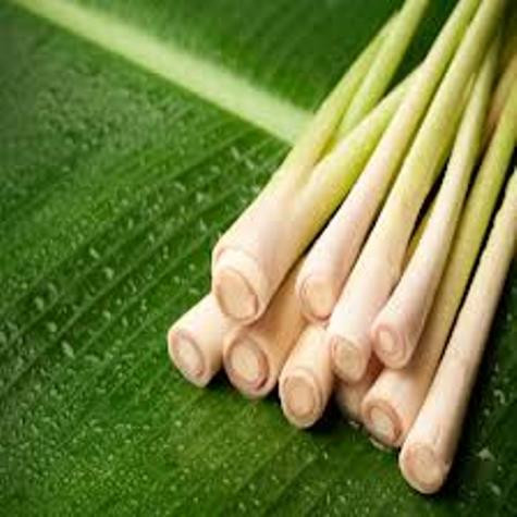 Công dụng không ngờ từ cây sả. Công dụng không ngờ từ cây sả.
