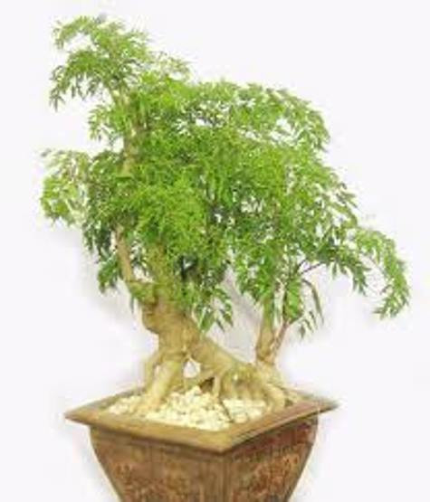 Đinh lăng có nhiều tác dụng cho hệ thần kinh. Đinh lăng có nhiều tác dụng cho hệ thần kinh.