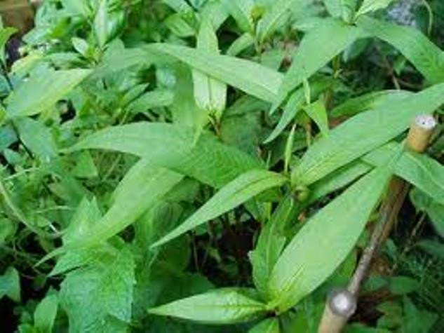 Tác dụng không ngờ từ rau răm. Tác dụng không ngờ từ rau răm.