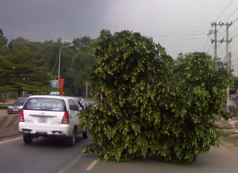 Xe chở cây đi giữa đường ở Long Khánh, Đồng Nai. Ảnh: Nguyễn Gia Thịnh.