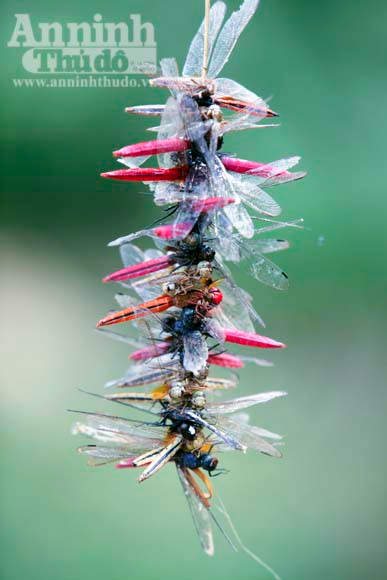 Ẩm thực là nét văn hóa bản địa, song đôi khi nét văn hóa được nhiều người biết đến thì vô tình tận diệt thiên nhiên.