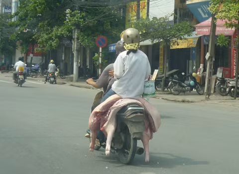 Chở thịt lợn vào thành phố. Ảnh: Matsaito. Chở thịt lợn vào thành phố. Ảnh: Matsaito.