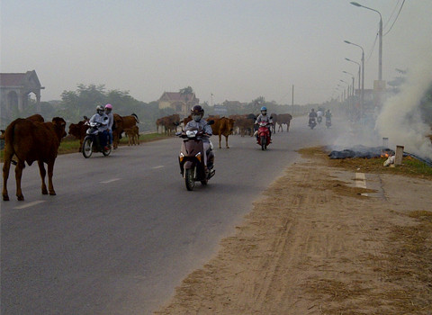 Chụp tại Lâm Thao, Việt Trì, Phú Thọ. Ảnh: Nguyễn Phú Lâm.