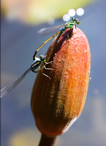 Hai con chuồn chuồn kim đang tâm sự với nhau . Ảnh: Lê Minh Duy.