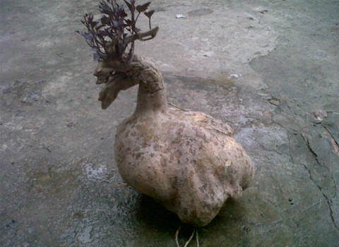 Củ khoai lang nặng 9 kg có hình dáng giống như con vịt ở Đồng Tháp. Ảnh: Nguyen Thanh Hung.