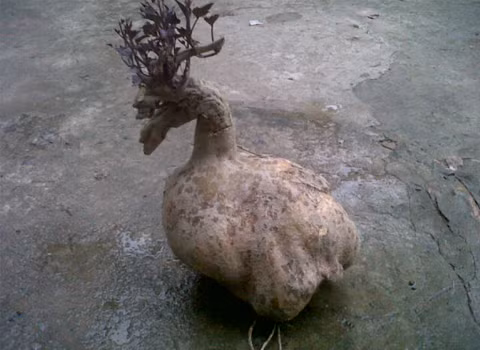 Củ khoai lang nặng 9 kg có hình dáng giống như con vịt ở Đồng Tháp. Ảnh: Nguyen Thanh Hung.