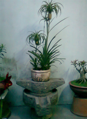 Cây dứa này ra trái không giống dứa thường. Ảnh: Phạm Duy Minh.