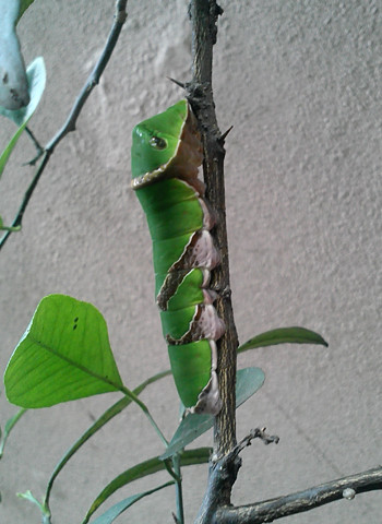 Hai chú sâu xanh này thường xuyên sống trong vườn nhà mình mà mình không biết tên. Ảnh: Huy.