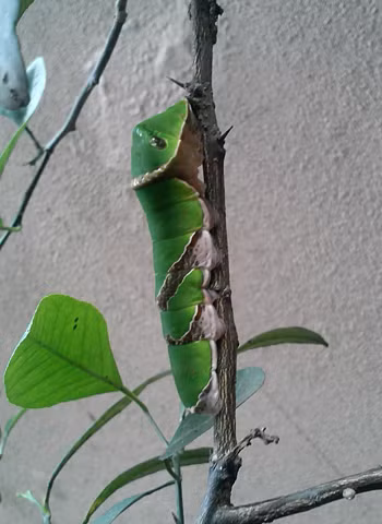 Hai chú sâu xanh này thường xuyên sống trong vườn nhà mình mà mình không biết tên. Ảnh: Huy.
