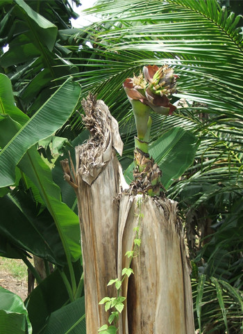 Hôm rồi đi công tác bỗng phát hiện cây chuối này... Thấy lạ mắt quá nên chia sẻ với mọi người. Ảnh: Lý Thuận. Hôm rồi đi công tác bỗng phát hiện cây chuối này... Thấy lạ mắt quá nên chia sẻ với mọi người. Ảnh: Lý Thuận.