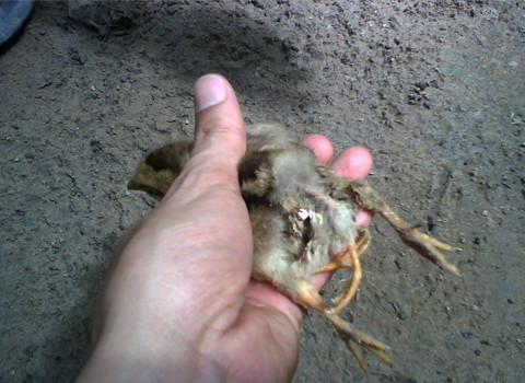 Con gà từ lúc nở ra đã có 4 chân, mọc thẳng từ xương sống trở xuống. Tuy có 4 chân nhưng nó vẫn khỏe mạnh, ăn uống bình thường. Hiện tại gà được 1 tháng tuổi và vẫn khỏe mạnh. Ảnh: Nguyễn Đình Luận.