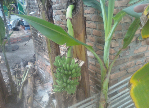 Cây chuối bị chặt không còn lá vẫn ra quả. Ảnh: Huỳnh Công Danh. Cây chuối bị chặt không còn lá vẫn ra quả. Ảnh: Huỳnh Công Danh.