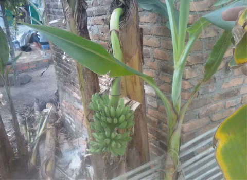 Cây chuối bị chặt không còn lá vẫn ra quả. Ảnh: Huỳnh Công Danh.