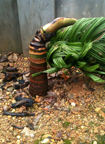 Một cây cau mọc rất "quái". Ảnh: Nguyễn Đại Dương.