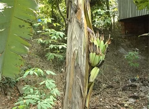 Chuối trổ buồng giữa thân tại khóm Tân Đông A, thị trấn Thanh Bình, huyện Thanh Bình, tỉnh Đồng Tháp. Ảnh: Trần Trọng Trung.