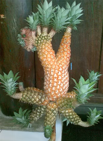 Quả dứa này tôi nhìn thấy ở chùa Hội Khánh (phường Phú Cường, thị xã Thủ Dầu Một, tỉnh Bình Dương). Theo các sư ở đây thì quả dứa là của một nông dân phát hiện ra trong một vụ thu hoạch nên đã đem cúng cho chùa, thu hút rất đông người đến xem. Ảnh: Hoàng Văn Hào.