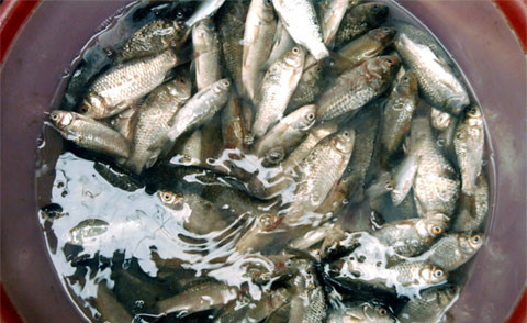 Cá diếc - thực phẩm được nhiều bà nội trợ lựa chọn. Cá diếc - thực phẩm được nhiều bà nội trợ lựa chọn.