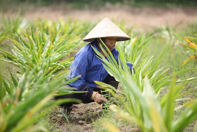Tiếp tục phát triển các vùng dược liệu.