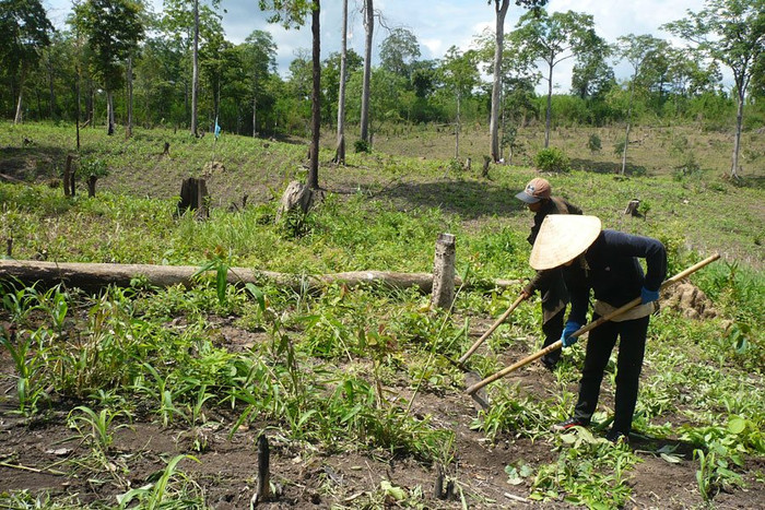 Ảnh minh họa: Báo Tài nguyên môi trường Ảnh minh họa: Báo Tài nguyên môi trường