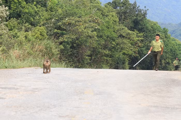 ...nó hết tung tăng trên các vách đá, rồi lại nhảy xuống đường. Sau đó lại vòng lên núi. Lực lượng kiểm lâm rất vất vả tiếp cận.