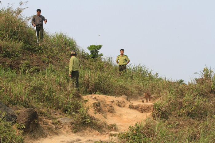 Sau khi nhận tin báo, sáng 19/3, Hạt Kiểm lâm Sơn Trà, Ngũ Hành Sơn đã cử lực lượng tiếp cận đỉnh Bàn Cờ để tiến hành bắt sống con khỉ này, nhằm đảm bảo an toàn cho du khách. Sau khi nhận tin báo, sáng 19/3, Hạt Kiểm lâm Sơn Trà, Ngũ Hành Sơn đã cử lực lượng tiếp cận đỉnh Bàn Cờ để tiến hành bắt sống con khỉ này, nhằm đảm bảo an toàn cho du khách.