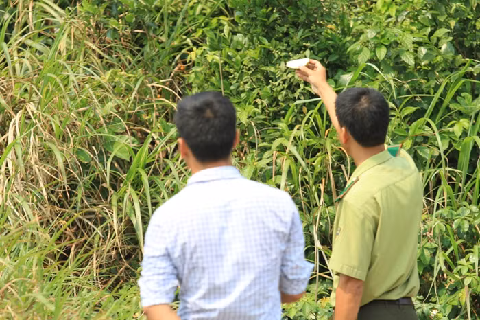 Lực lượng kiểm lâm dùng hoa quả để "mồi" cho con khỉ xuống núi để bắt. Nhưng con khỉ rất khôn...