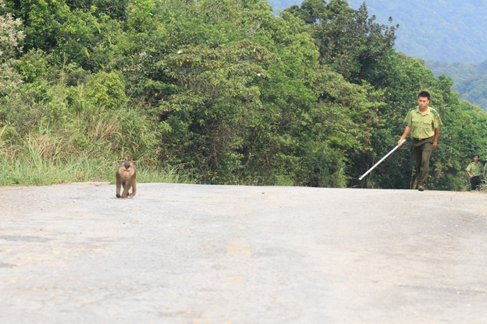 ...nó hết tung tăng trên các vách đá, rồi lại nhảy xuống đường. Sau đó lại vòng lên núi. Lực lượng kiểm lâm rất vất vả tiếp cận. ...nó hết tung tăng trên các vách đá, rồi lại nhảy xuống đường. Sau đó lại vòng lên núi. Lực lượng kiểm lâm rất vất vả tiếp cận.