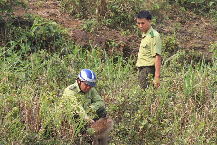 Thấy bóng dáng của lực lượng kiểm lâm, con khỉ này không sợ. Thậm chí, có lúc lực lượng kiểm lâm đã tiếp cận với khoảng cách rất gần với con khỉ nhưng việc bắt sống rất khó... Thấy bóng dáng của lực lượng kiểm lâm, con khỉ này không sợ. Thậm chí, có lúc lực lượng kiểm lâm đã tiếp cận với khoảng cách rất gần với con khỉ nhưng việc bắt sống rất khó...