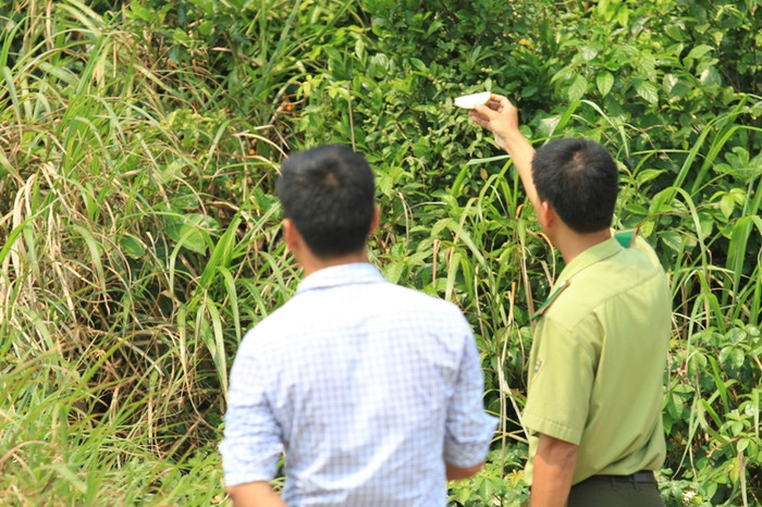 Lực lượng kiểm lâm dùng hoa quả để "mồi" cho con khỉ xuống núi để bắt. Nhưng con khỉ rất khôn... Lực lượng kiểm lâm dùng hoa quả để "mồi" cho con khỉ xuống núi để bắt. Nhưng con khỉ rất khôn...