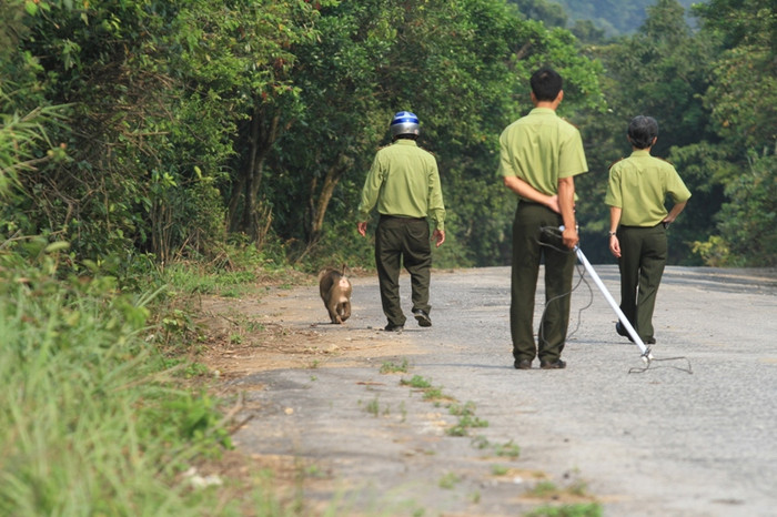 Việc bắt giữ con khỉ này theo dự tính phải mất khoảng 1-2 ngày. Nếu thuận lợi và may mắn thì trong ngày hôm nay sẽ bắt sống được con khỉ. Việc bắt giữ con khỉ này theo dự tính phải mất khoảng 1-2 ngày. Nếu thuận lợi và may mắn thì trong ngày hôm nay sẽ bắt sống được con khỉ.