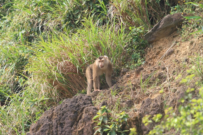 ...nó không xuống núi nữa, tìm cách lẩn vào vách đá trú ẩn. "Trưa nắng gắt có thể nó vào ẩn nấp. Chiều nay trời mát nó sẽ xuống núi lại và chúng tôi tiếp tục tiến hành việc bắt sống. Nếu không bắt được thì sẽ tính đến phương án gây mê cho nó để dễ dàng bắt", một kiểm lâm cho biết. ...nó không xuống núi nữa, tìm cách lẩn vào vách đá trú ẩn. "Trưa nắng gắt có thể nó vào ẩn nấp. Chiều nay trời mát nó sẽ xuống núi lại và chúng tôi tiếp tục tiến hành việc bắt sống. Nếu không bắt được thì sẽ tính đến phương án gây mê cho nó để dễ dàng bắt", một kiểm lâm cho biết.