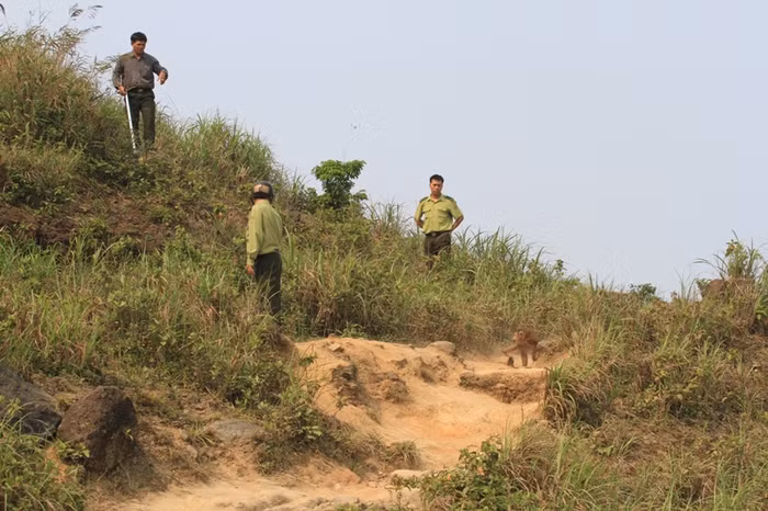 Sau khi nhận tin báo, sáng 19/3, Hạt Kiểm lâm Sơn Trà, Ngũ Hành Sơn đã cử lực lượng tiếp cận đỉnh Bàn Cờ để tiến hành bắt sống con khỉ này, nhằm đảm bảo an toàn cho du khách.