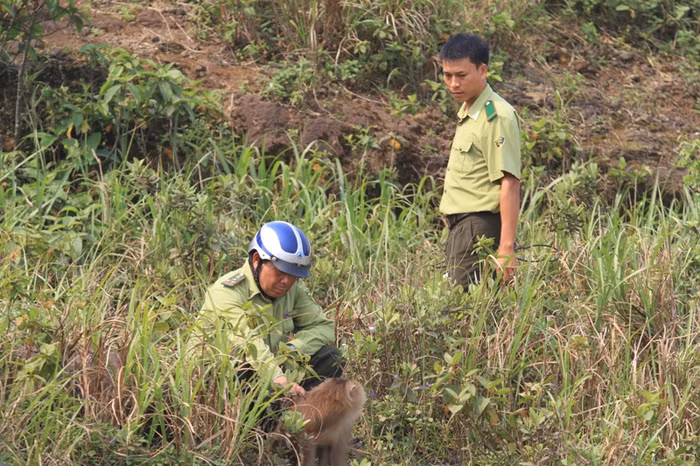 Thấy bóng dáng của lực lượng kiểm lâm, con khỉ này không sợ. Thậm chí, có lúc lực lượng kiểm lâm đã tiếp cận với khoảng cách rất gần với con khỉ nhưng việc bắt sống rất khó...