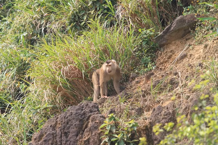 ...nó không xuống núi nữa, tìm cách lẩn vào vách đá trú ẩn. "Trưa nắng gắt có thể nó vào ẩn nấp. Chiều nay trời mát nó sẽ xuống núi lại và chúng tôi tiếp tục tiến hành việc bắt sống. Nếu không bắt được thì sẽ tính đến phương án gây mê cho nó để dễ dàng bắt", một kiểm lâm cho biết.