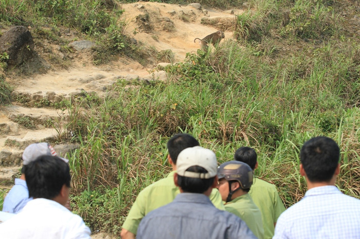 Nhiều phương án đã được tính đến nhưng vẫn không bắt được con khỉ này. Theo lực lượng kiểm lâm cho biết, nếu không bắt sống được thì họ sẽ bắn gây mê để bắt. Nhiều phương án đã được tính đến nhưng vẫn không bắt được con khỉ này. Theo lực lượng kiểm lâm cho biết, nếu không bắt sống được thì họ sẽ bắn gây mê để bắt.