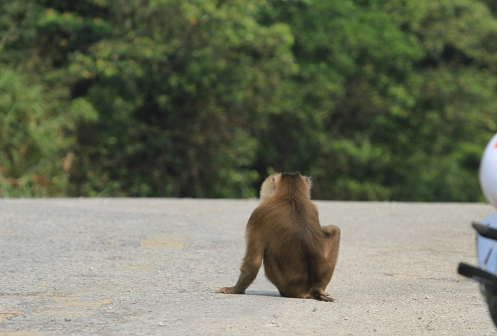 Con khỉ có bộ lông rất đẹp... Con khỉ có bộ lông rất đẹp...
