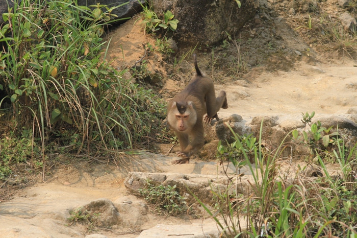 Theo đánh giá, đây là một con khỉ đã trưởng thành, rất tinh khôn. Vì thế, làm sao bắt sống để thả về khu vực khác trên rừng Sơn Trà là việc "đau đầu" của lực lượng kiểm lâm... Theo đánh giá, đây là một con khỉ đã trưởng thành, rất tinh khôn. Vì thế, làm sao bắt sống để thả về khu vực khác trên rừng Sơn Trà là việc "đau đầu" của lực lượng kiểm lâm...