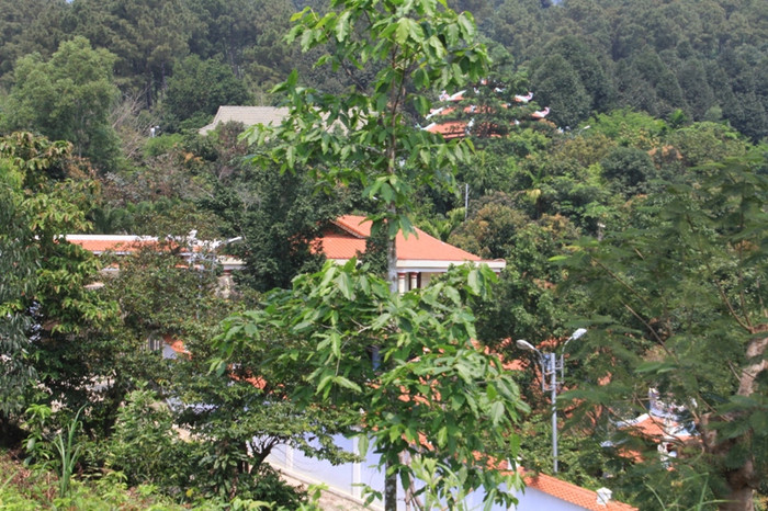 Nhiều ngôi nhà, công trình...của quần thể biệt thự ông Ngô Văn Quang vẫn tồn tại, ẩn trong rừng Hải Vân. Ông Quang xin giữ công trình lại làm khu du lịch, nếu giả sử được giữ lại thì xem như ông Quang vẫn đạt được như mục đích ban đầu?. Ảnh Thùy Linh Nhiều ngôi nhà, công trình...của quần thể biệt thự ông Ngô Văn Quang vẫn tồn tại, ẩn trong rừng Hải Vân. Ông Quang xin giữ công trình lại làm khu du lịch, nếu giả sử được giữ lại thì xem như ông Quang vẫn đạt được như mục đích ban đầu?. Ảnh Thùy Linh