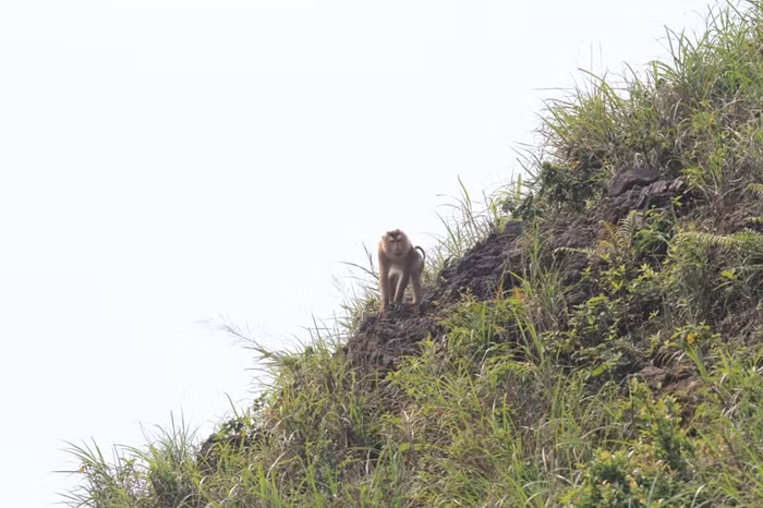 Sau khi bị theo dõi, con khỉ chạy lên vách núi ẩn nấp...