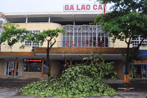 Cây đổ ngay trước cửa Ga Lào Cai.