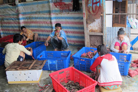 Một vựa cua của người dân Năm Căn, Cà Mau. Ảnh: Dân Việt. Một vựa cua của người dân Năm Căn, Cà Mau. Ảnh: Dân Việt.