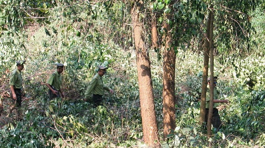 Lực lượng kiểm lâm Quảng Bình tăng cường kiểm soát lâm sản trên địa bàn Phong Nha.