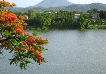 Phượng hồng khoe sắc bên dòng sông Hương. Phượng hồng khoe sắc bên dòng sông Hương.