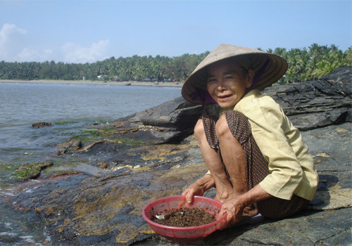 Nhiều người dân tại đây kiếm thêm thu nhập bằng nghề nhặt hải sản ven bờ. Nhiều người dân tại đây kiếm thêm thu nhập bằng nghề nhặt hải sản ven bờ.