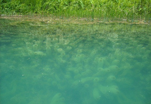 Cành rong như những cánh tay xương rồng khổng lồ, lay động theo dòng nước.