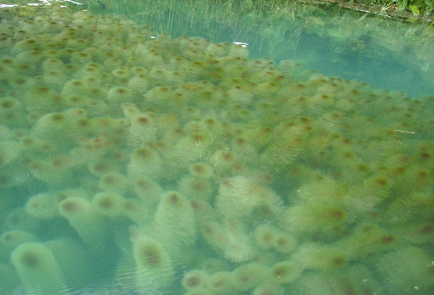 Thảm rong đuôi chó dưới lòng hồ khiến chúng tôi hết sức ấn tượng.