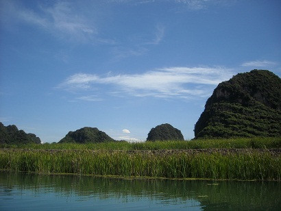 Hàng cây đuôi lươn hai bên đường đi.